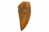 Serrated, Raptor Tooth - Real Dinosaur Tooth #135154-1